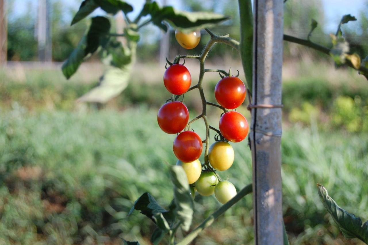 Societa Agricola La Staccionata Villa Staranzano Kültér fotó