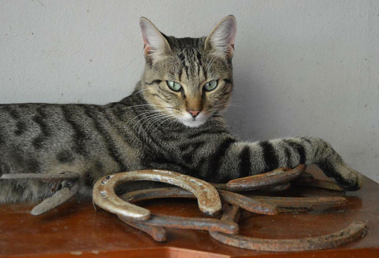 Societa Agricola La Staccionata Villa Staranzano Kültér fotó